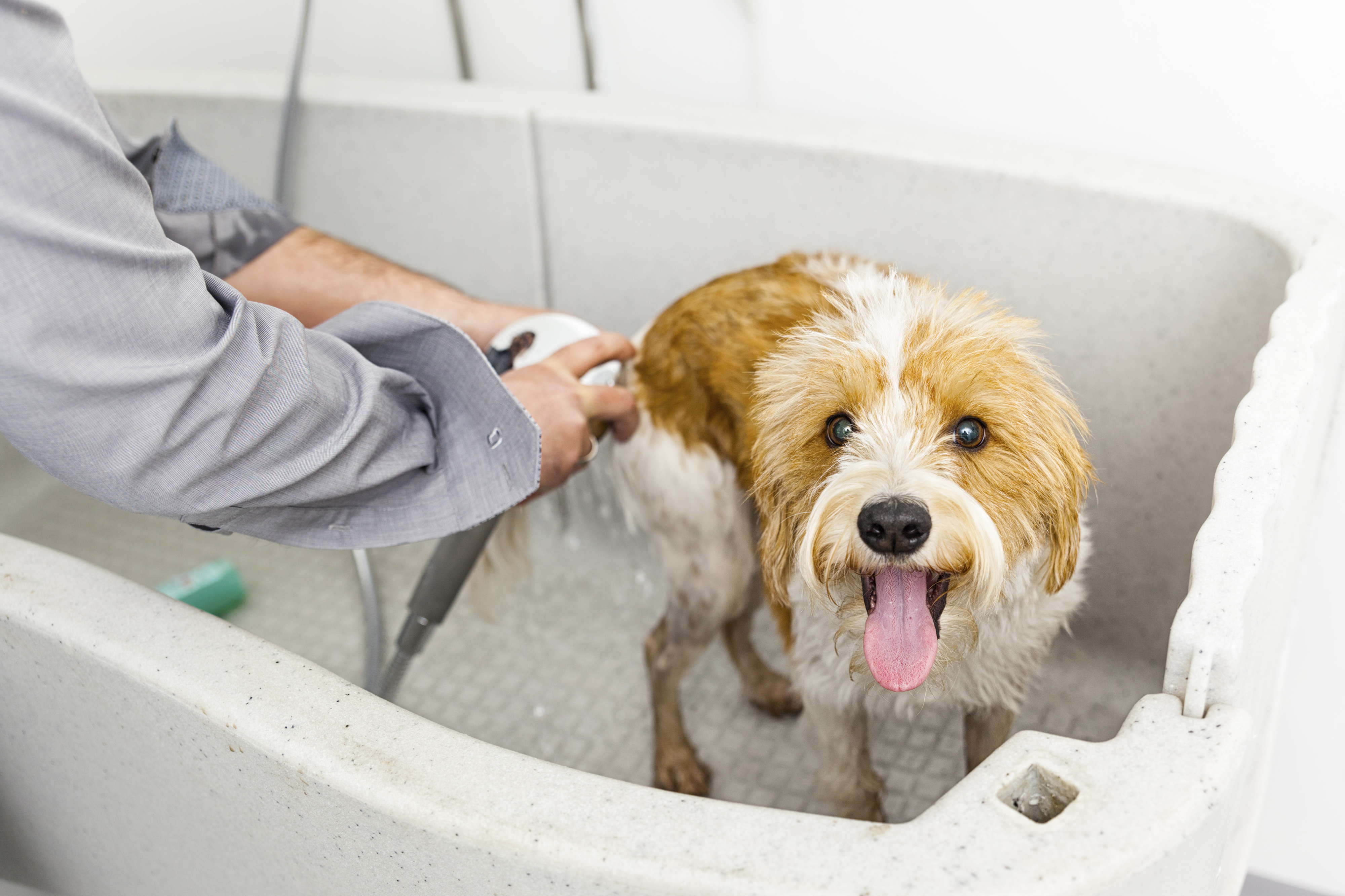 salon versace dog wash and grooming