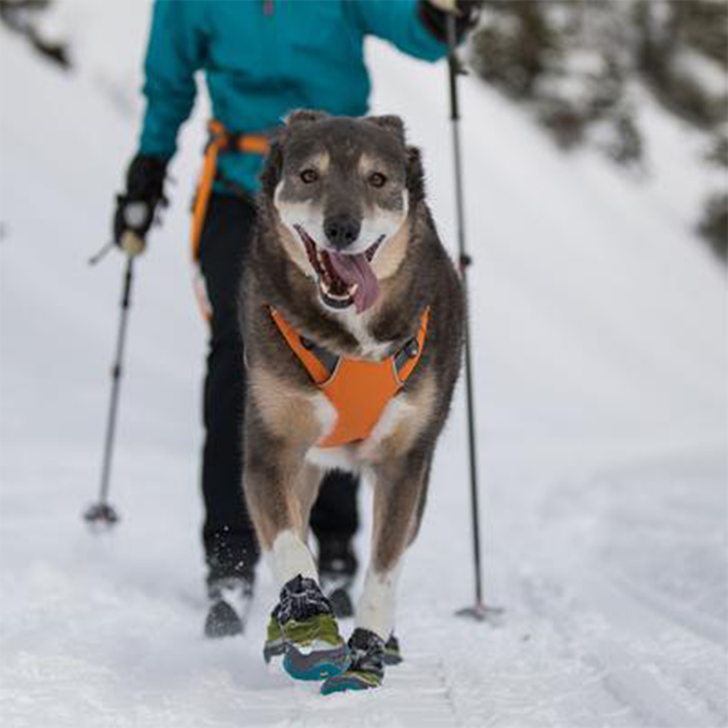 salon versace dog wash and grooming